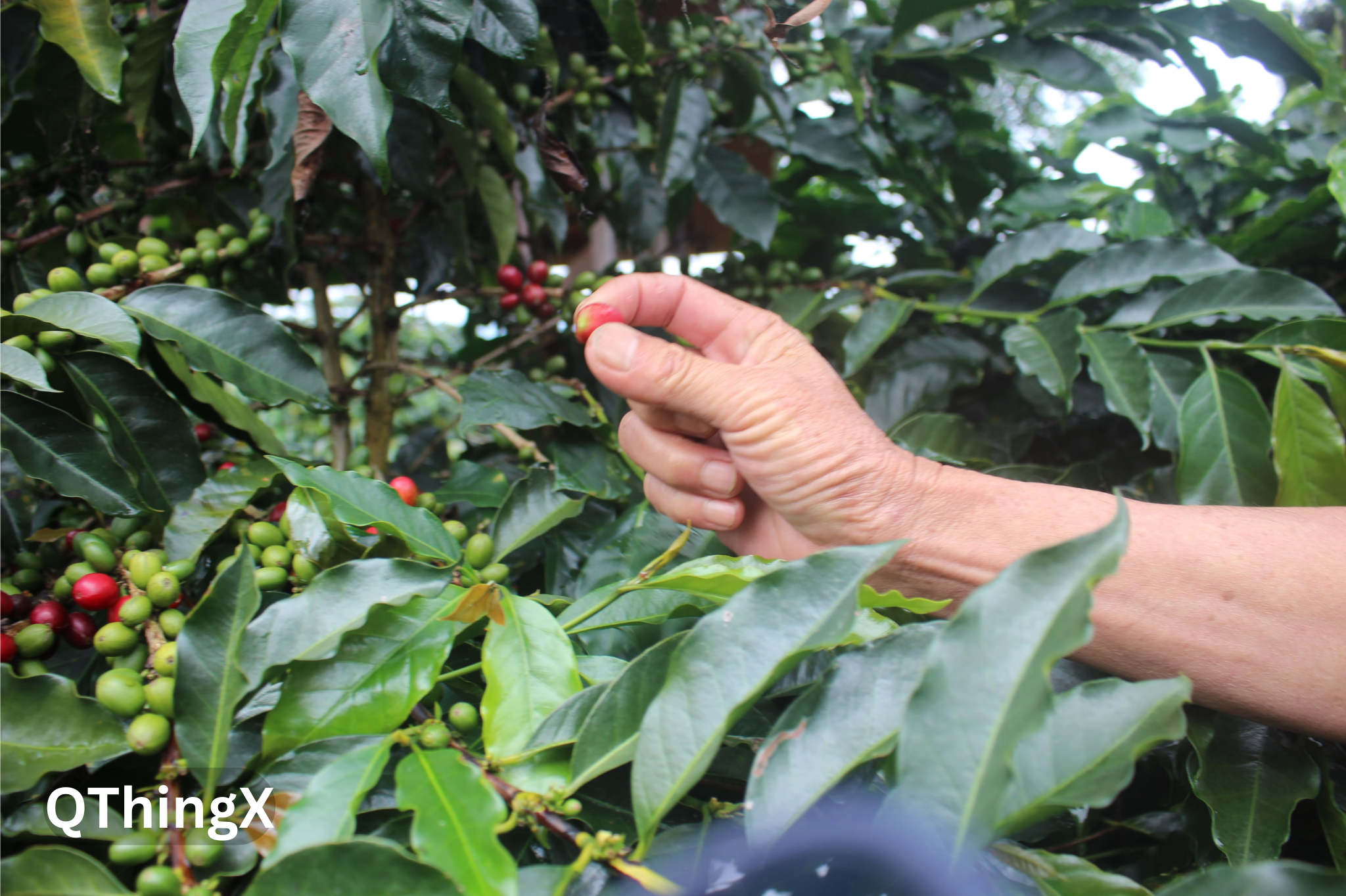 QThingX Platform Visualization